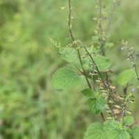 Salvia tiliifolia Vahl